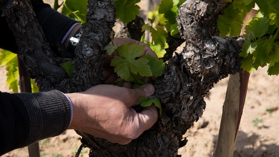 Cantina Vignaioli Oliena